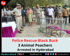 Read more about the article Police Rescue Black Buck (Deer), 3 Animal Poachers Arrested in Hyderabad