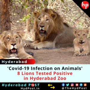 Read more about the article Covid19 Infection on Animals, 8 Lions Tested Positive in Hyderabad Zoo