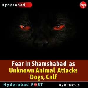 Read more about the article Fear in Shamshabad as Unknown Animal Attacks Dogs, Calf