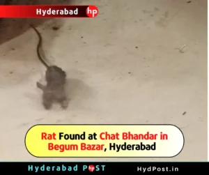 Read more about the article Rat Found at Chat Bhandar in Begum Bazar, Hyderabad –  Telangana Food Safety