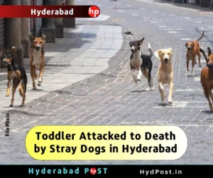 Read more about the article Toddler Attacked to Death by Stray Dogs in Hyderabad